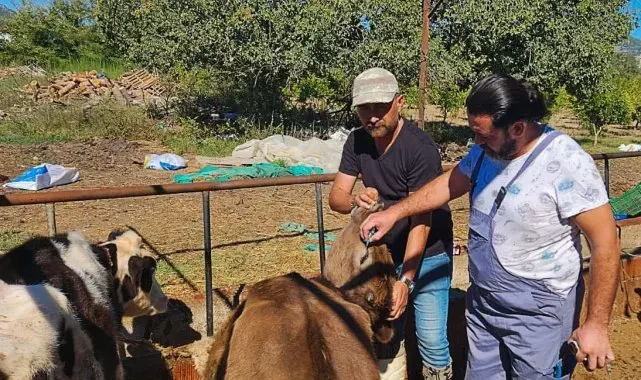 Ortaca'da hayvan sağlığı çalışmaları hızla devam ediyor