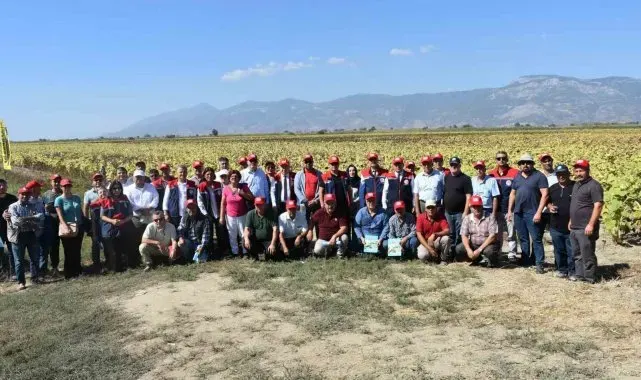 Su kıtlığı olan yıllarda pamuğa alternatif oldu