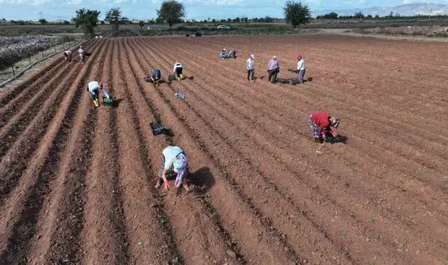 Efeler üretmeye devam ediyor