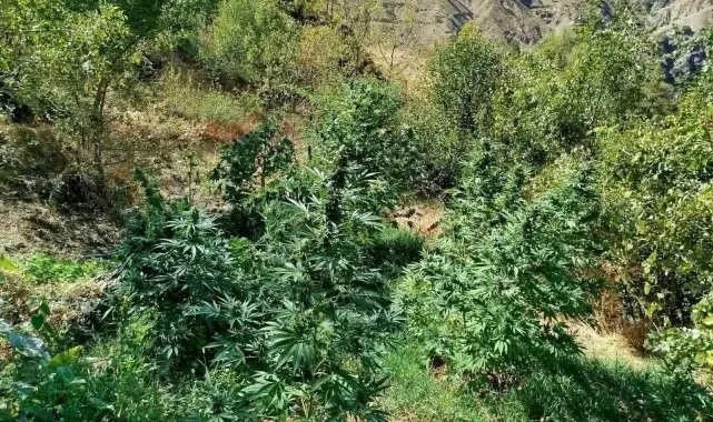 Bingöl'de 505 kök kenevir ele geçirildi