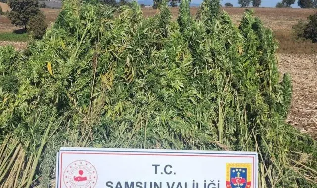 Samsun'da 810 kök kenevir bitkisi ele geçirildi
