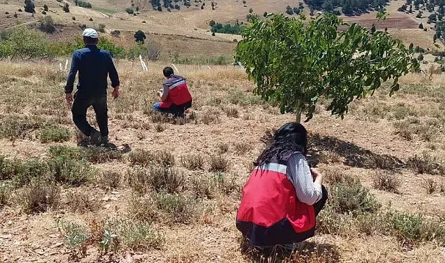 Hisarcık Karbasan köyünde organik adaçayı üretim alanları denetlendi