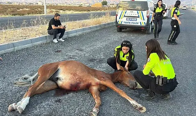 Acılar içinde kıvranan yaralı ata 4 saatlik eziyet verici kurtarma çalışması