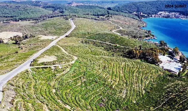 Orman Genel Müdürlüğünden Bodrum'da yanan alanlar hakkında açıklama