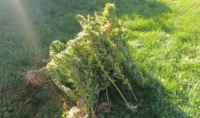 Erzurum'da jandarma 40 kök kenevir ele geçirdi