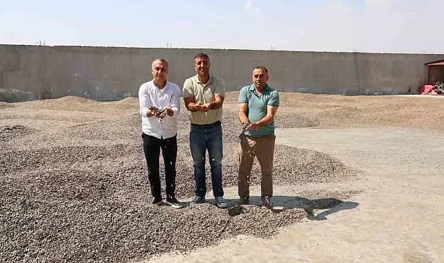 Kahramanmaraş'ta ay çekirdeği hasadı