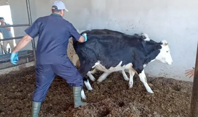 Beyşehir'de sonbahar şap aşısı kampanyası sürüyor