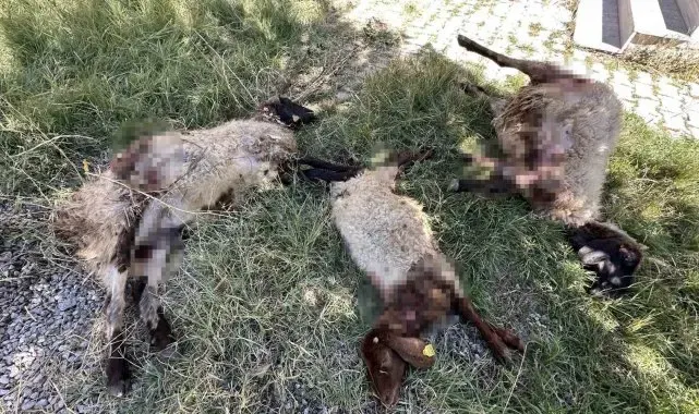 Yüksekova'da başıboş köpekler koyunlara saldırdı