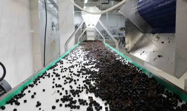 Akçahasat tesisinde ürün alımları devam ediyor