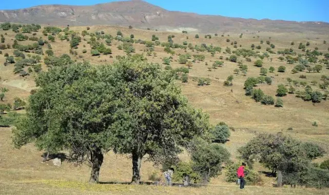 110 bin Ahlat ağacı turizme kazandırılmayı bekliyor