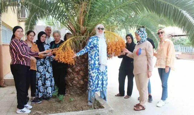 Küresel ısınma hurma ağacının meyve vermesine neden oldu