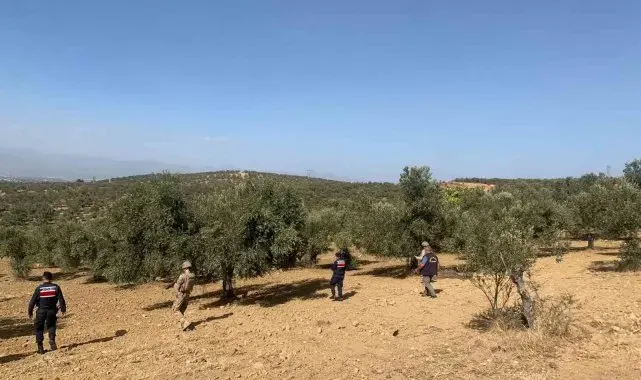 Balıkesir'de zeytinliklere jandarma koruması