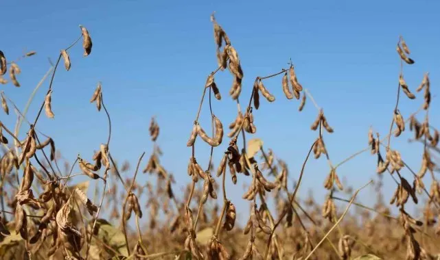 Diyarbakır'da bu yıl 35 bin dekar soya fasulyesi ekildi