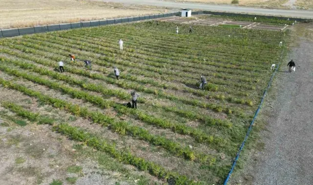 Keçiören'de huzurevi sakinleri bostanda meyve ve sebze topladı