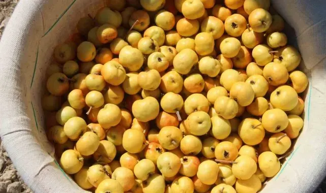 Alıçta hasat başladı