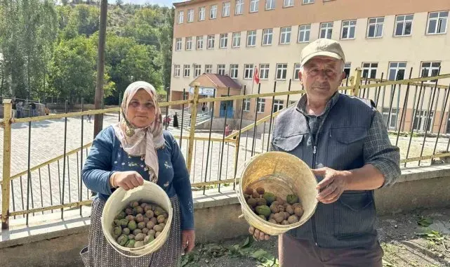 Okul yolunda ceviz ikramı