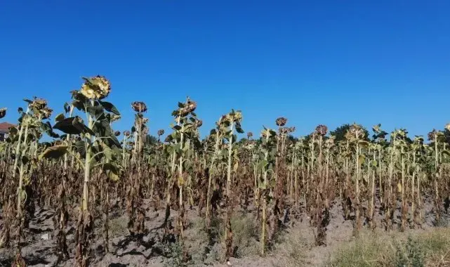 Trakya'da kuraklık ayçiçeğini vurdu