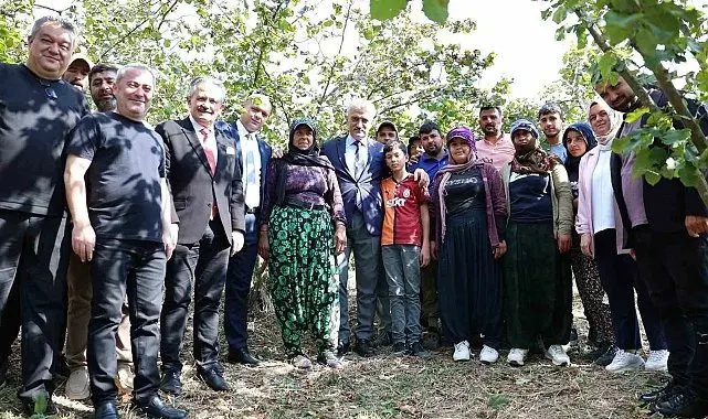 Vali Makas, Cumayeri'nde fındık hasadına katıldı