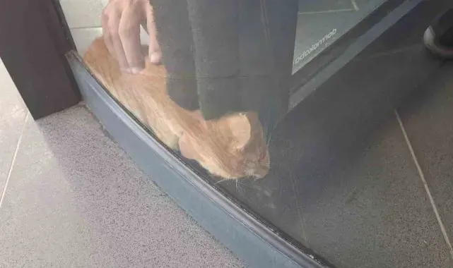 Primemall AVM'nin döner kapısında kedi mahsur kaldı