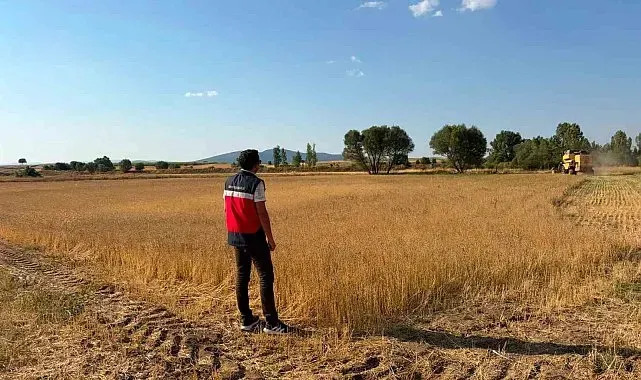 Çavdarhisar'da çörek otu hasadı incelendi