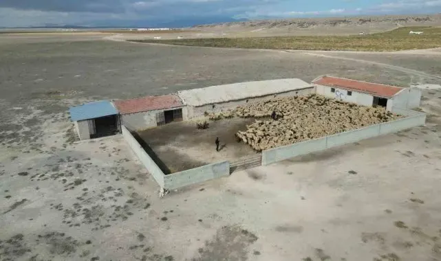 Hırsızlar bin 200 küçükbaş hayvanı çaldı, jandarma saatler içinde buldu