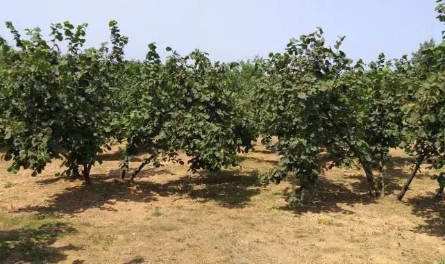 SUBÜ'de Verim ve kaliteyi artıracak fındık çeşitleri belirlendi