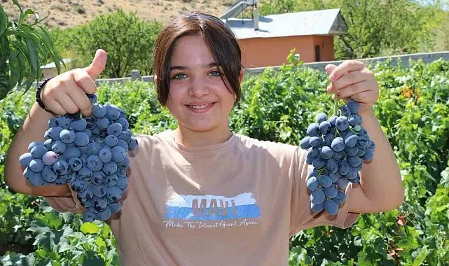 Cimin Üzümü'nde hasat heyecanı başladı