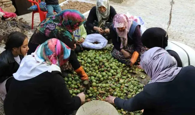 Van'da ceviz hasadı uzun sırıklarla yapılıyor