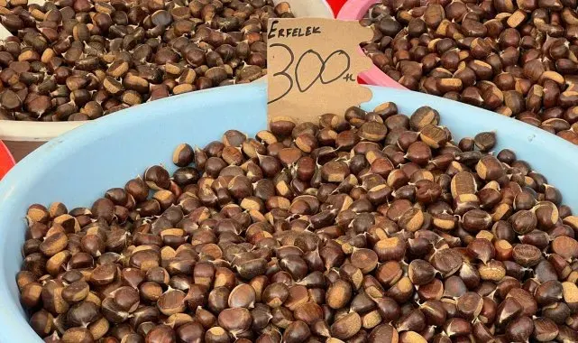 Sinop'ta kestane hasadı başladı