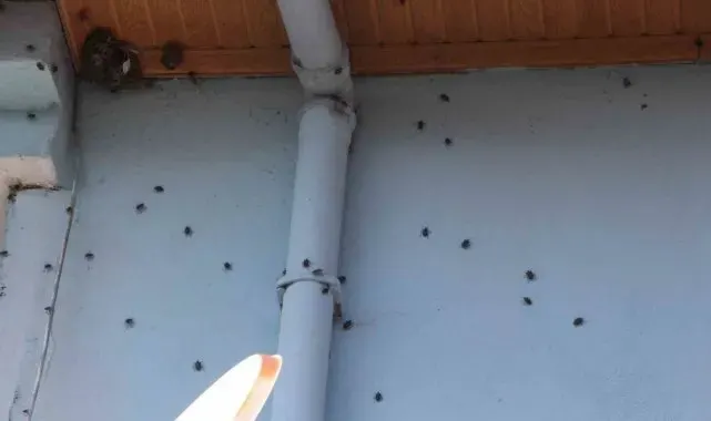 Kahverengi kokarca, evlerin içerisine kadar girdi