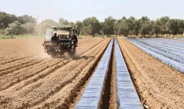 Son yıllarda altın yıllarını yaşayan çilek üreticisi tarlaya erken indi