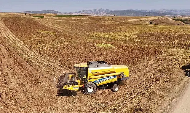 Vezirköprü'de ayçiçeği hasadı başladı