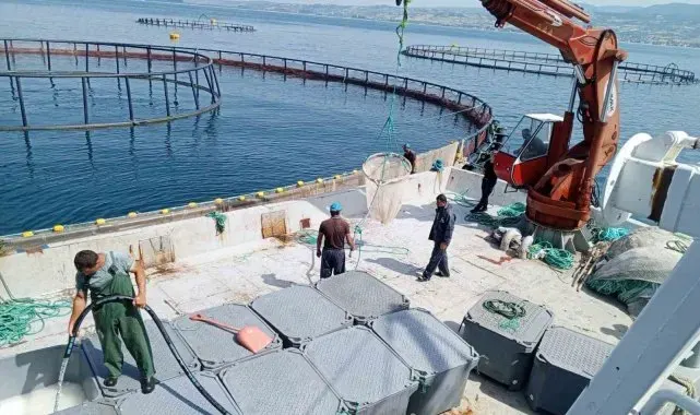 Samsun, 'Türk somonu' üretiminde dünya markası haline geldi