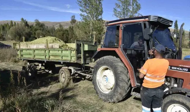 Bayburt'ta silajlık mısır hasadı başladı