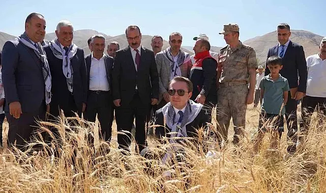 Yüksekova Kaymakamı Volkan Hülür Büyükçiftlik'te buğday hasadına katıldı