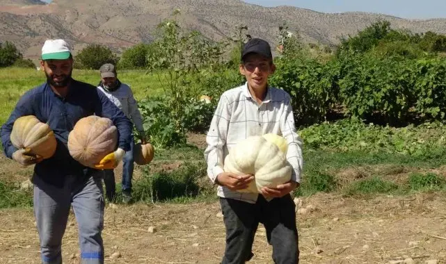 Gercüş'te bal kabağı hasadı başladı