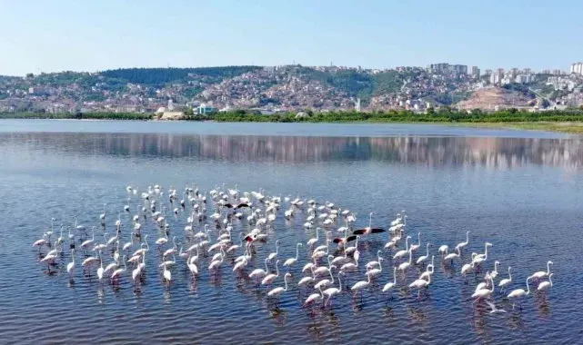 İzmit Körfezi'ndeki flamingo sayısında artış gözlendi