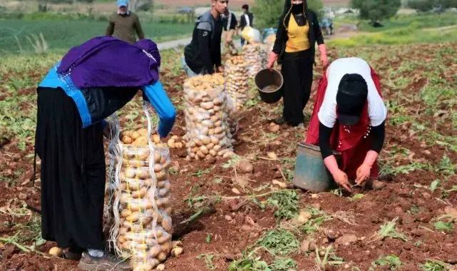 Erzincan'da patates hasadı başladı