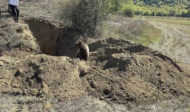 Kastamonu'da definecilerin kazdığı çukura düşen yavru ayı kurtarıldı
