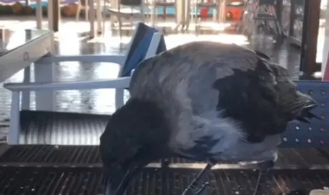 Antalya'da restorana gelip kahvaltıya eşlik eden karga gülümsetti