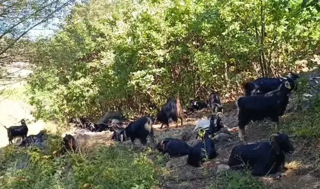 Kamış köyünün başı kurtlarla dertte