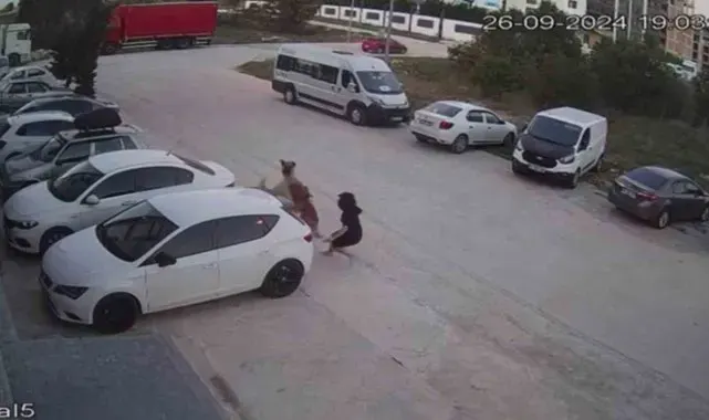 Köpeğini başıboş köpeklerden korumak için kendini siper etti