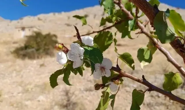 Elazığ'da kayısı ağaçları çiçek açtı