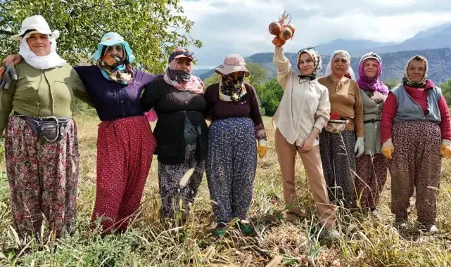 İşçi kadınlar önce hasat ettiler sonra halay çektiler