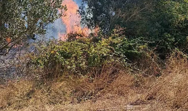 Bursa'da iki ayrı ot yangını kontrol altına alındı