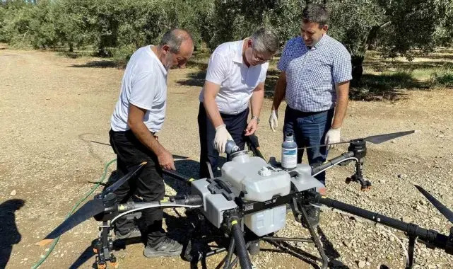 Balıkesir'de zeytin sineğiyle mücadelede sürüyor