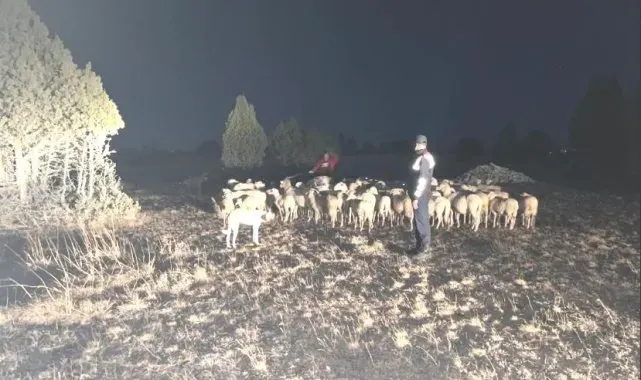 Kütahya'da kaybolan 92 küçükbaş hayvanı jandarma buldu