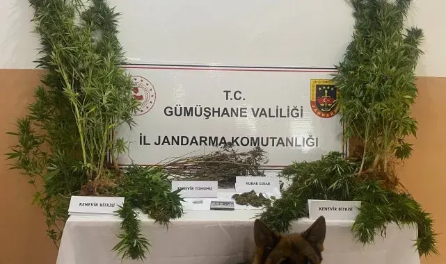 Gümüşhane'de bahçesine kenevir eken şahıs tutuklandı