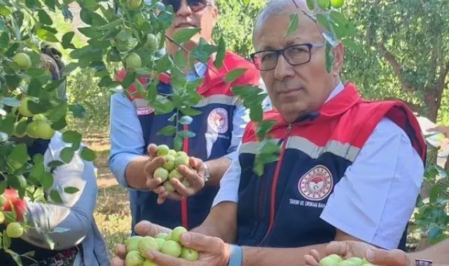 Aydın'da hünnap hasadı başladı