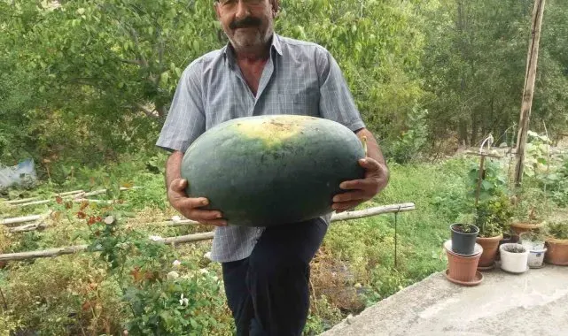 Üretici 25 kiloluk karpuzu güçlükle taşı